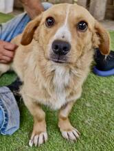 JONTE, Hund, Mischlingshund in Rumänien - Bild 8