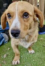 JONTE, Hund, Mischlingshund in Rumänien - Bild 9