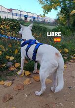 LIBRE, Hund, Berger Blanc Suisse in Spanien - Bild 1