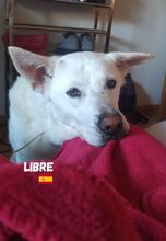 LIBRE, Hund, Berger Blanc Suisse in Spanien - Bild 2