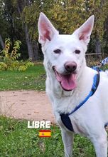 LIBRE, Hund, Berger Blanc Suisse in Spanien - Bild 3