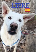 LIBRE, Hund, Berger Blanc Suisse in Spanien - Bild 4