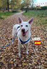 LIBRE, Hund, Berger Blanc Suisse in Spanien - Bild 5