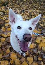 LIBRE, Hund, Berger Blanc Suisse in Spanien - Bild 6