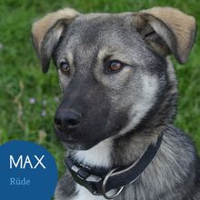 MAX, Hund, Mischlingshund in Rumänien - Bild 1