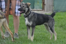 MAX, Hund, Mischlingshund in Rumänien - Bild 2