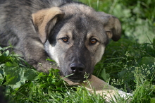 MAX, Hund, Mischlingshund in Rumänien - Bild 3