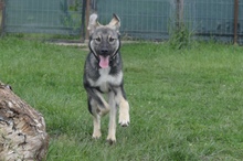 MAX, Hund, Mischlingshund in Rumänien - Bild 4