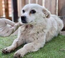 HERMINE, Hund, Mischlingshund in Rumänien - Bild 11