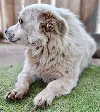 HERMINE, Hund, Mischlingshund in Rumänien - Bild 12