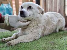 HERMINE, Hund, Mischlingshund in Rumänien - Bild 4
