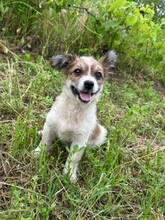 LAGERTHA, Hund, Mischlingshund in Rumänien - Bild 2