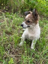 LAGERTHA, Hund, Mischlingshund in Rumänien - Bild 3