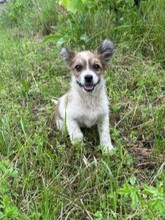LAGERTHA, Hund, Mischlingshund in Rumänien - Bild 4