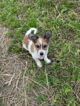 LAGERTHA, Hund, Mischlingshund in Rumänien - Bild 6