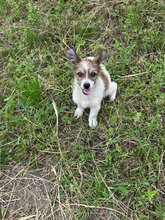 LAGERTHA, Hund, Mischlingshund in Rumänien - Bild 7