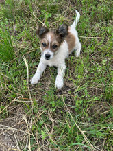 LAGERTHA, Hund, Mischlingshund in Rumänien - Bild 8