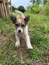 LAGERTHA, Hund, Mischlingshund in Grünstadt
