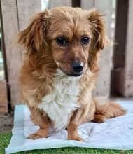 SUMI, Hund, Mischlingshund in Rumänien - Bild 10