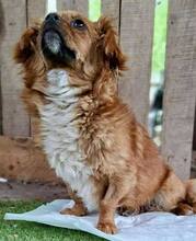 SUMI, Hund, Mischlingshund in Rumänien - Bild 11