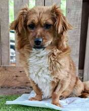 SUMI, Hund, Mischlingshund in Rumänien - Bild 13