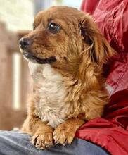 SUMI, Hund, Mischlingshund in Rumänien - Bild 7