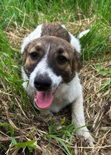 SIGRID, Hund, Mischlingshund in Rumänien - Bild 1