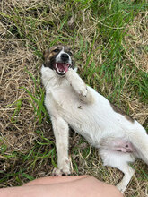 SIGRID, Hund, Mischlingshund in Rumänien - Bild 2