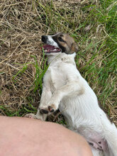 SIGRID, Hund, Mischlingshund in Rumänien - Bild 3