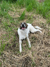 SIGRID, Hund, Mischlingshund in Rumänien - Bild 5