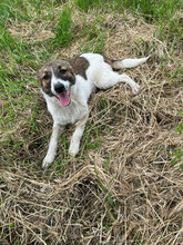 SIGRID, Hund, Mischlingshund in Rumänien - Bild 6