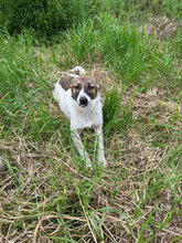 SIGRID, Hund, Mischlingshund in Rumänien - Bild 7