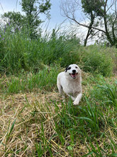 EIVOR, Hund, Mischlingshund in Rumänien - Bild 2