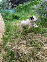 EIVOR, Hund, Mischlingshund in Rumänien - Bild 3