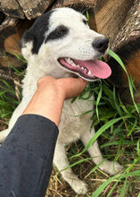 EIVOR, Hund, Mischlingshund in Rumänien - Bild 4