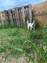 EIVOR, Hund, Mischlingshund in Rumänien - Bild 5