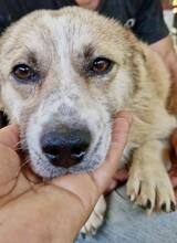 COOKIE, Hund, Mischlingshund in Rumänien - Bild 10