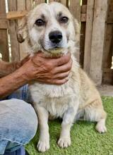 COOKIE, Hund, Mischlingshund in Rumänien - Bild 14