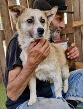 COOKIE, Hund, Mischlingshund in Rumänien - Bild 15