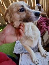 COOKIE, Hund, Mischlingshund in Rumänien - Bild 6