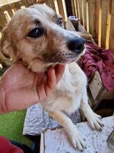 COOKIE, Hund, Mischlingshund in Rumänien - Bild 7
