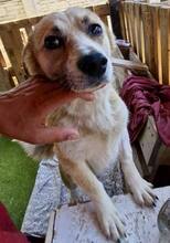 COOKIE, Hund, Mischlingshund in Rumänien - Bild 8