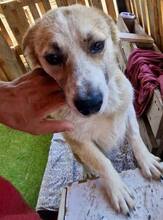 COOKIE, Hund, Mischlingshund in Rumänien - Bild 9