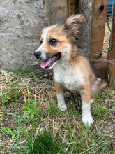 VIDAR, Hund, Mischlingshund in Rumänien - Bild 1