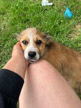 VIDAR, Hund, Mischlingshund in Rumänien - Bild 4
