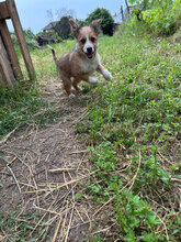 VIDAR, Hund, Mischlingshund in Rumänien - Bild 5