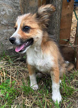VIDAR, Hund, Mischlingshund in Rumänien - Bild 6