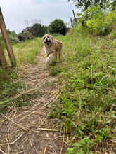 VIDAR, Hund, Mischlingshund in Rumänien - Bild 8