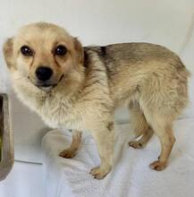 KATTY, Hund, Mischlingshund in Rumänien - Bild 1