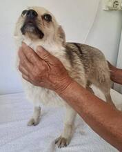 KATTY, Hund, Mischlingshund in Rumänien - Bild 10